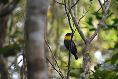 Ploceus nelicourvi