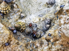 Echinolittorina ziczac