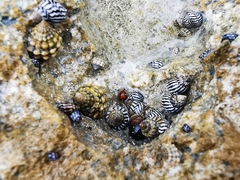 Echinolittorina ziczac