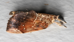 Crocidolomia suffusalis