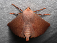 Monoctenia smerintharia