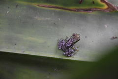 Guibemantis