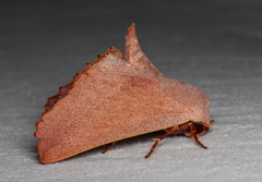 Monoctenia smerintharia