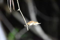 Calumma nasutum