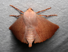 Monoctenia smerintharia
