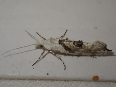 Ypsolopha asperella