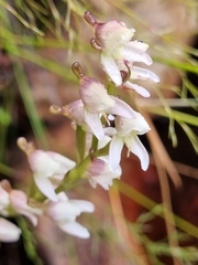 Disa uncinata