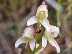 Disa uncinata