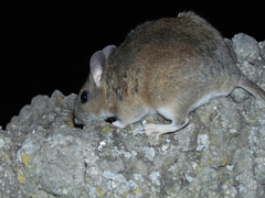 Neotoma mexicana