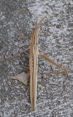 Acrida acuminata