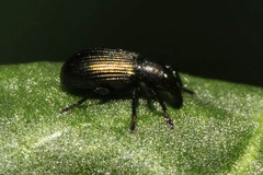 Perapion violaceum