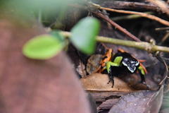 Mantella baroni