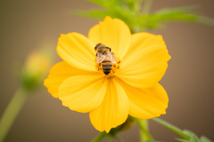 Apis mellifera