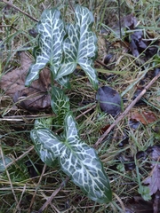 Arum italicum italicum