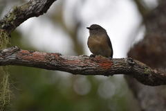 Newtonia brunneicauda