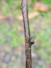 Araneus nox