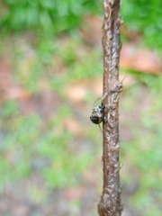 Araneus nox