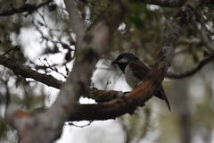 Calicalicus madagascariensis