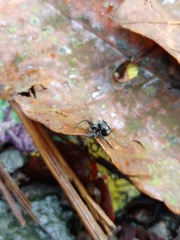 Araneus nox