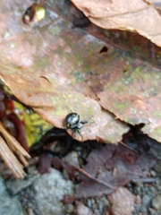 Araneus nox
