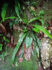 Diplazium subserratum