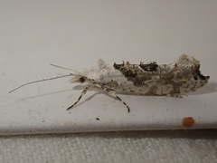 Ypsolopha asperella
