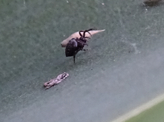 Cyrtophora citricola