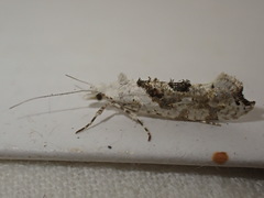 Ypsolopha asperella