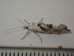 Ypsolopha asperella