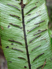 Diplazium subserratum