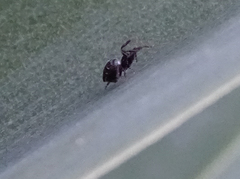 Cyrtophora citricola