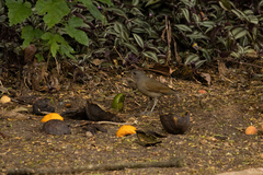 Turdus leucomelas