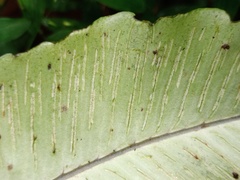 Diplazium bantamense