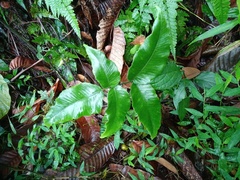 Diplazium bantamense