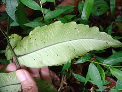 Diplazium bantamense