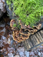 Stereum hirsutum