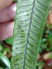 Diplazium subserratum