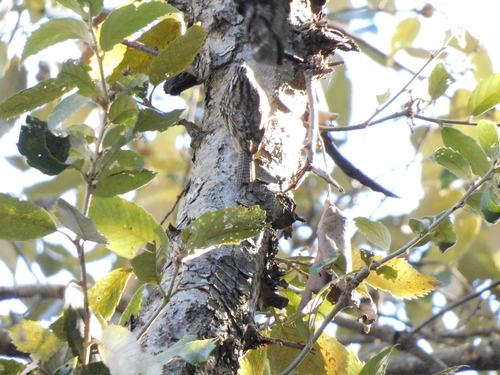 Bar-tailed Treecreeper (Certhia himalayana), photo 10