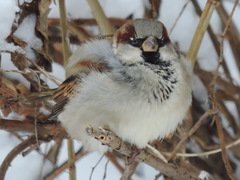 Passer domesticus domesticus
