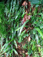 Diplazium subserratum