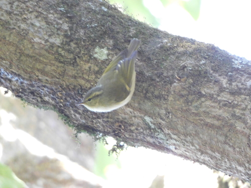 Buff-barred Warbler (Phylloscopus pulcher), photo 5