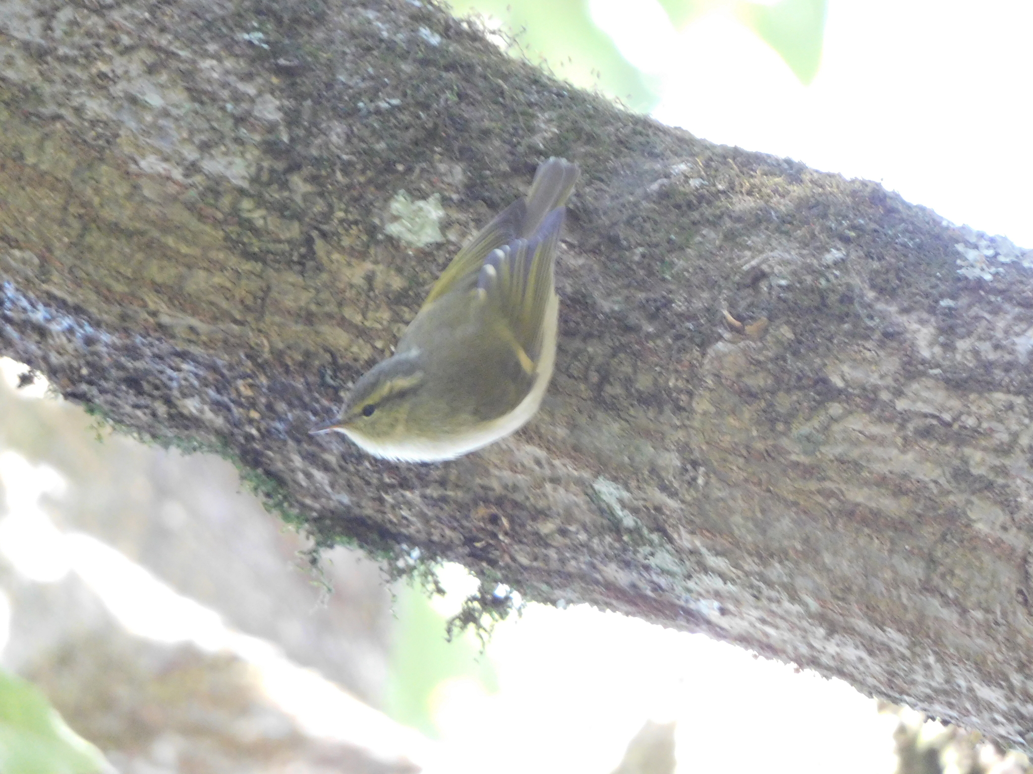Buff-barred Warbler (Phylloscopus pulcher)