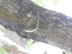 Phylloscopus pulcher
