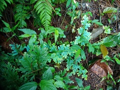 Selaginella willdenowii
