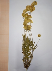 Anthyllis vulneraria polyphylla