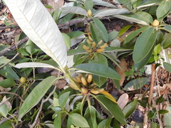 Rhododendron arboreum