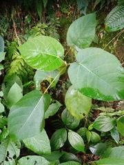 Ficus padana