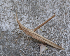 Acrida acuminata
