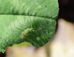 Lygocoris