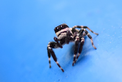 Carrhotus sannio